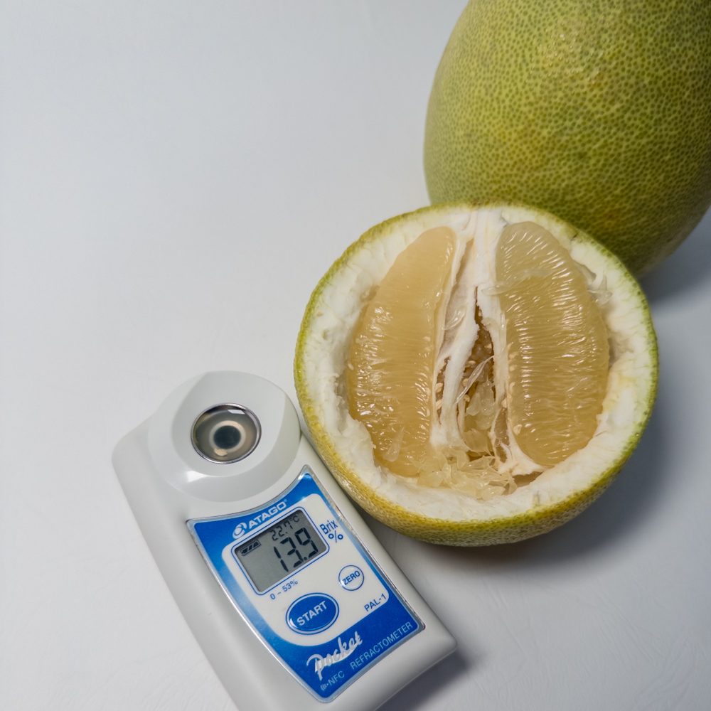 麻豆50年老欉文旦柚